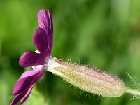 Silene dioica 64, Dagkoekoeksbloem, Saxifraga-Sonja Bouwman