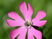 Silene dioica 65, Dagkoekoeksbloem, Saxifraga-Sonja Bouwman