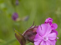 Silene dioica 67, Dagkoekoeksbloem, Saxifraga-Jan Nijendijk