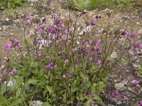 Silene dioica 68, Dagkoekoeksbloem, Saxifraga-Willem van Kruijsbergen