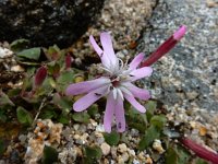 Silene foetida