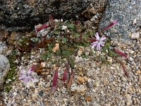 Silene foetida 2, Saxifraga-Ed Stikvoort