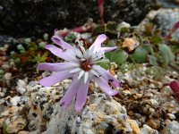 Silene foetida 3, Saxifraga-Ed Stikvoort