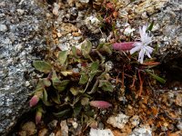 Silene foetida 4, Saxifraga-Ed Stikvoort