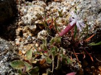 Silene foetida 5, Saxifraga-Ed Stikvoort