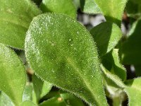 Silene gigantea