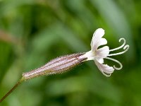 Silene italica 1, Italiaanse silene, Saxifraga-Sonja Bouwman  1063. Italiaanse silene - Silene italica - Caryophyllaceae familie (zw)