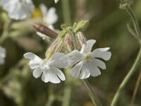 Silene latifolia 42, Avondkoekoeksbloem, Saxifraga-Willem van Kruijsbergen
