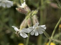 Silene latifolia 43, Avondkoekoeksbloem, Saxifraga-Willem van Kruijsbergen