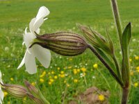 Silene latifolia ssp alba 28, Avondkoekoeksbloem, Saxifraga-Hans Grotenhuis