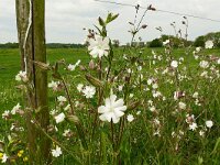 Silene latifolia ssp alba 29, Avondkoekoeksbloem, Saxifraga-Hans Grotenhuis