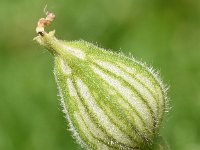 Silene latifolia ssp alba 33, Avondkoekoeksbloem, Saxifraga-Sonja Bouwman