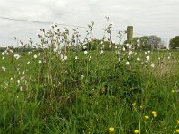 Silene latifolia ssp alba 36, Avondkoekoeksbloem, Saxifraga-Hans Grotenhuis