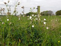 Silene latifolia ssp alba 37, Avondkoekoeksbloem, Saxifraga-Hans Grotenhuis