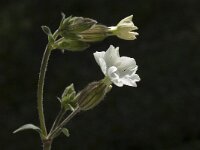 Silene latifolia ssp alba 40, Avondkoekoeksbloem, Saxifraga-Jan van der Straaten