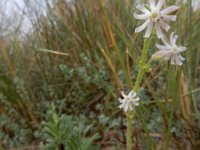 Silene nicaeensis 3, Saxifraga-Ed Stikvoort