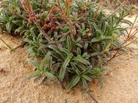 Silene nicaeensis 4, Saxifraga-Ed Stikvoort