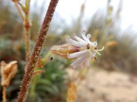 Silene nicaeensis 5, Saxifraga-Ed Stikvoort