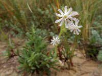 Silene nicaeensis 6, Saxifraga-Ed Stikvoort