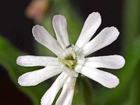 Silene noctiflora 3, Nachtkoekoeksbloem, Saxifraga-Sonja Bouwman  1071. Nachtkoekoeksbloem - Silene noctiflora - Caryophyllaceae familie (i) Ooijpolder