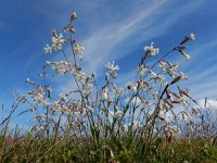 Silene nutans 35, Nachtsilene, Saxifraga-Ed Stikvoort