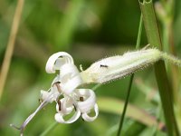 Silene nutans 38, Nachtsilene, Saxifraga-Sonja Bouwman  Nachtsilene - Silene nutans - Caryophyllaceae familie