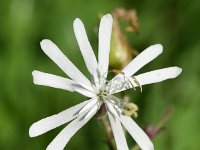 Silene nutans 39, Nachtsilene, Saxifraga-Sonja Bouwman  578. Nachtsilene - Silene nutans - Caryophyllaceae familie (i) Vuurbaakduin (Wijk aan Zee), Kennemermeer (IJmuiden)