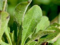 Silene nutans 40, Nachtsilene, Saxifraga-Sonja Bouwman  578. Nachtsilene - Silene nutans - Caryophyllaceae familie (i)