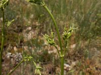 Silene otites 3, Oorsilene, Saxifraga-Ed Stikvoort