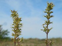 Silene otites 4, Oorsilene, Saxifraga-Ed Stikvoort