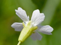 Silene pusilla 7, Saxifraga-Sonja Bouwman  Alpine catchfly - Silene pusilla - Caryophyllaceae familie