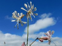 Silene ruprechtii