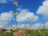 Silene ruprechtii 2, Saxifraga-Ed Stikvoort