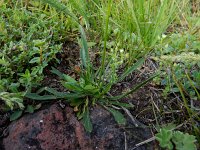 Silene ruprechtii 3, Saxifraga-Ed Stikvoort