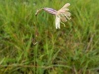 Silene ruprechtii 4, Saxifraga-Ed Stikvoort