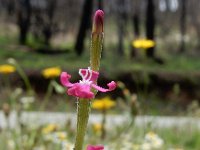 Silene scabriflora