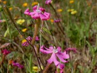 Silene scabriflora 16, Saxifraga-Ed Stikvoort