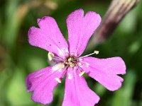 Silene schafta