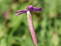 Silene schafta 2, Lijmkruid, Saxifraga-Sonja Bouwman