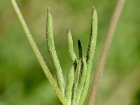 Silene secundiflora