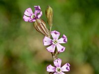 Silene secundiflora 1, Saxifraga-Sonja Bouwman  Silene secundiflora - Caryophyllaceae familie