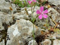 Silene ungeri