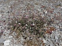 Silene uniflora ssp petraea 7, Saxifraga-Ed Stikvoort