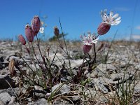 Silene uniflora ssp petraea 8, Saxifraga-Ed Stikvoort