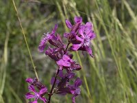 Silene viscaria 22, Rode pekanjer, Saxifraga-Willem van Kruijsbergen