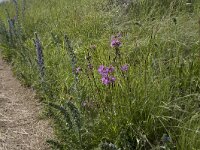 Silene viscaria 23, Rode pekanjer, Saxifraga-Willem van Kruijsbergen