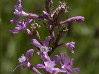 Silene viscaria 24, Rode pekanjer, Saxifraga-Willem van Kruijsbergen