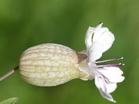 Silene vulgaris 41, Blaassilene, Saxifraga-Sonja Bouwman  Blaassilene - Silene vulgaris - Caryophyllaceae familie