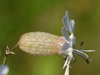 Silene vulgaris 45, Blaassilene, Saxifraga-Sonja Bouwman