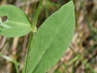 Silene vulgaris 46, Blaassilene, Saxifraga-Sonja Bouwman